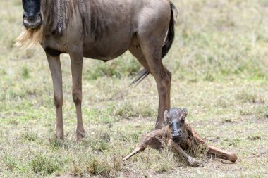Mavi Antilop (Connochaetes taurinus), Tanzanya 'nın Ngorongoro koruma alanında yeni doğmuş bir bebeğin yanında duruyor..
