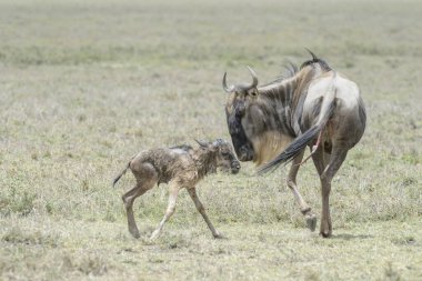 Mavi Antilop (Connochaetes taurinus) annesi yeni doğan bir bebeğin ayakta durmasına yardım ediyor, Ngorongoro koruma alanı, Tanzanya.