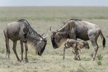 Mavi Antilop (Connochaetes taurinus) anne ve kız kardeşi ile yeni doğmuş bir bebek yürüyüşü, Ngorongoro koruma alanı, Tanzanya.