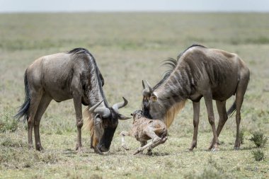 Mavi Antilop (Connochaetes taurinus) annesi yeni doğan bir bebeğin ayakta durmasına yardım ediyor, Ngorongoro koruma alanı, Tanzanya.