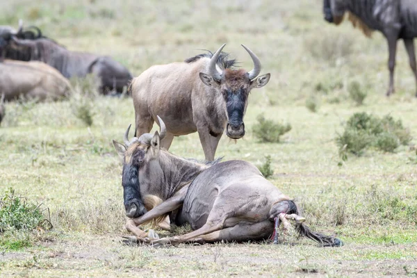 Blue Wildebeest Connochaetes Taurinus Ležící Rodící Ababy Chráněná Oblast Ngorongoro — Stock fotografie