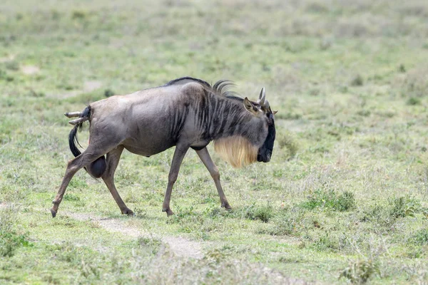 Blue Wildebeest Connochaetes Taurinus Chůze Při Porodu Dítěte Chráněná Oblast — Stock fotografie
