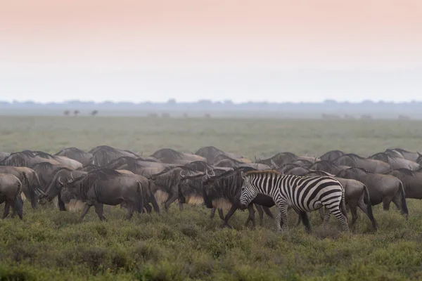 Manada Ñus Azul Connochaetes Taurinus Llanuras Cebra Equus Quagga Caminando — Foto de Stock