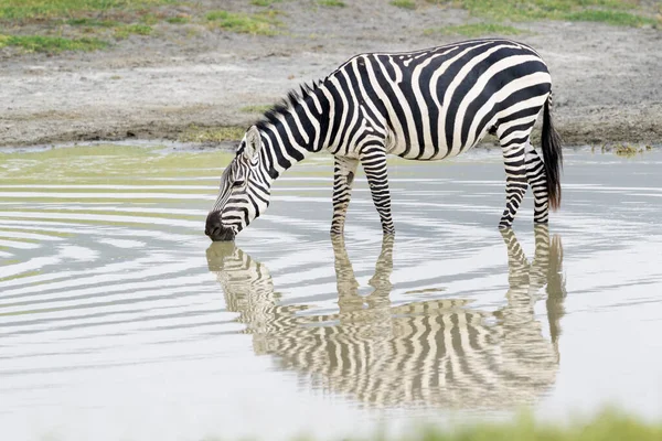 Vanligt Eller Slätter Zebra Equus Quagga Dricksvatten Med Reflektion Ngorongoro — Stockfoto