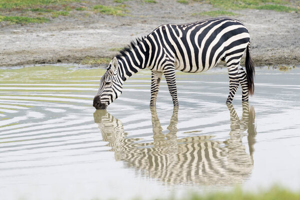 Common or Plains Zebra (Equus quagga) drinking water with reflection, Ngorongoro crater national park, Tanzania