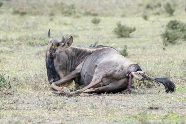 Blue Wildebeest Connochaetes Taurinus Rodící Novorozeně Chráněná Oblast Ngorongoro Tanzanie — Stock fotografie