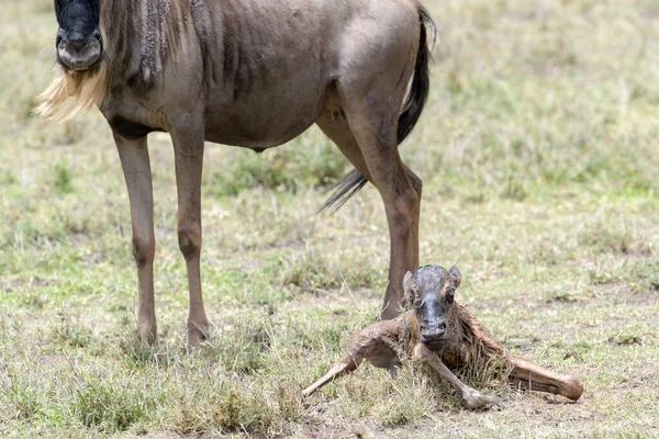 Wildebeest Blu Connochaetes Taurinus Piedi Accanto Neonato Sulla Savana Zona — Foto Stock