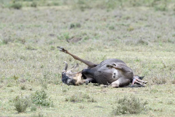 Mavi Antilop Connochaetes Taurinus Acı Içinde Yatar Tanzanya Nın Ngorongoro — Stok fotoğraf
