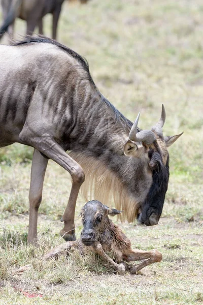 Blaue Gnus Connochaetes Taurinus Mutter Mit Neugeborenem Ngorongoro Schutzgebiet Tansania — Stockfoto