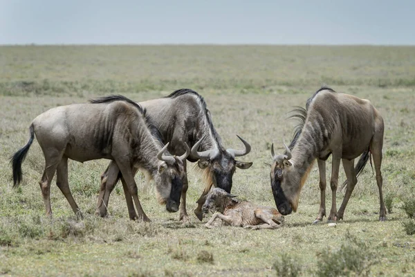 Blue Wildebeest Connochaetes Taurinus Mother New Born Baby Family Looking — Stock Photo, Image