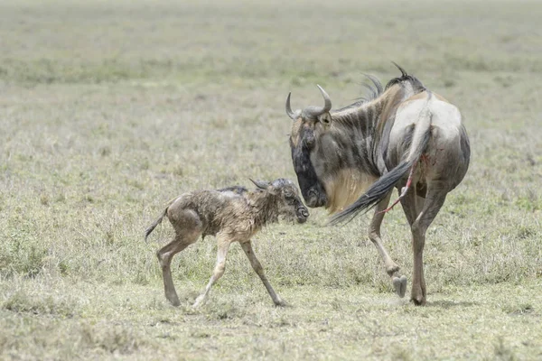 Blue Wildebeest Connochaetes Taurinus Mother Helping New Born Baby Stand — Stock Photo, Image