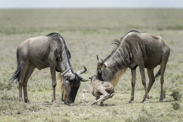 Blue Wildebeest Connochaetes Taurinus Mother Helping New Born Baby Stand — Stock Photo, Image