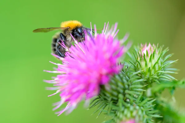 Pszczoła Zbierająca Nektar Purpurowego Kwiatu Wiosną Holandia Sezon — Zdjęcie stockowe