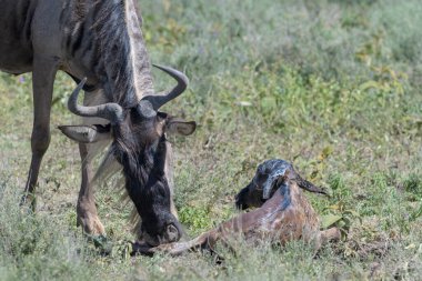Mavi Antilop (Connochaetes taurinus) anne, Tanzanya 'nın Ngorongoro koruma alanında yeni doğmuş bir yavruyu temizliyor..