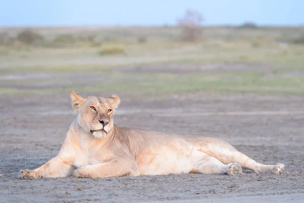 Leoa Panthera Leo Deitada Savana Nascer Sol Área Conservação Ngorongoro — Fotografia de Stock