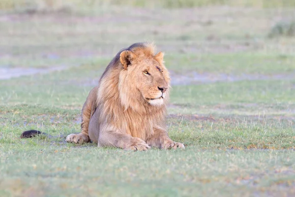 Leão Macho Panthera Leo Deitado Savana Nascer Sol Área Conservação — Fotografia de Stock