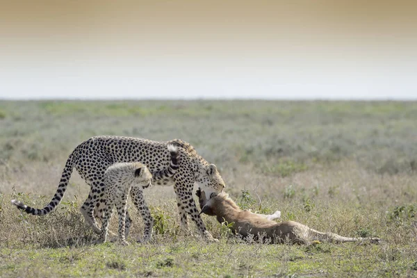 Női Gepárd Acinonyx Jubatus Anya Kölyökkel Húzza Éppen Elpusztult Gnú — Stock Fotó