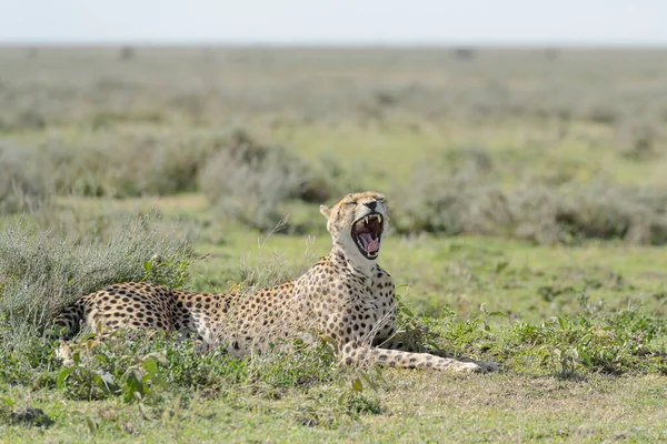 Guépard Acinonyx Jubatus Couché Sur Savane Bâillement Zone Conservation Ngorongoro — Photo