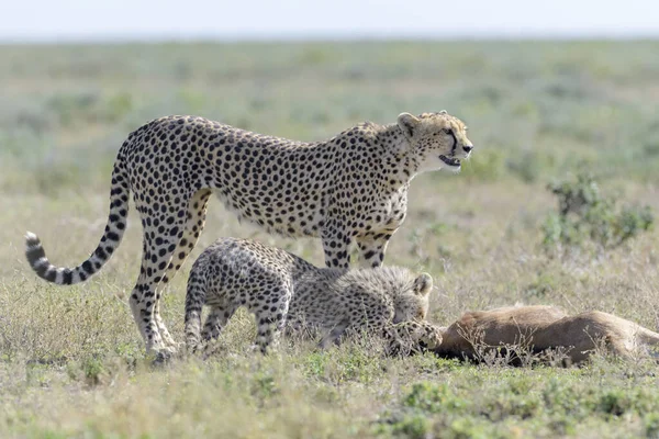 Θηλυκή Cheetah Acinonyx Jubatus Μητέρα Νεογνό Που Τρέφεται Ένα Μόλις — Φωτογραφία Αρχείου
