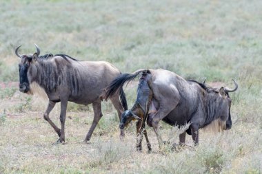 Mavi Antilop (Connochaetes taurinus) anne, Tanzanya 'nın Ngorongoro koruma alanında yeni doğan bir yavru dünyaya getiriyor..