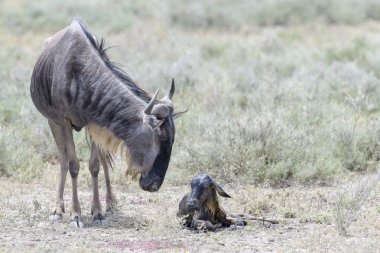 Mavi Antilop (Connochaetes taurinus) anne ve yeni doğmuş bir buzağı, Ngorongoro koruma alanı, Tanzanya.