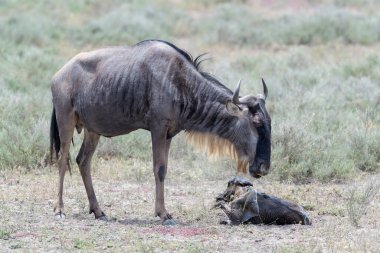 Mavi Antilop (Connochaetes taurinus) anne ve yeni doğmuş bir buzağı, Ngorongoro koruma alanı, Tanzanya.