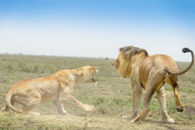 Aslan (Panthera leo) çiftleri çiftleşme sırasında, Ngorongoro koruma alanı, Tanzanya.