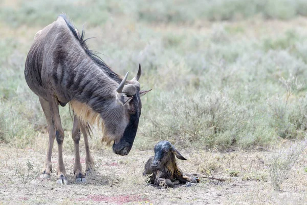 Mavi Antilop (Connochaetes taurinus) anne ve yeni doğmuş bir buzağı, Ngorongoro koruma alanı, Tanzanya.