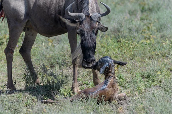 Mavi Antilop (Connochaetes taurinus) anne ve yeni doğmuş bir buzağı, Ngorongoro koruma alanı, Tanzanya.