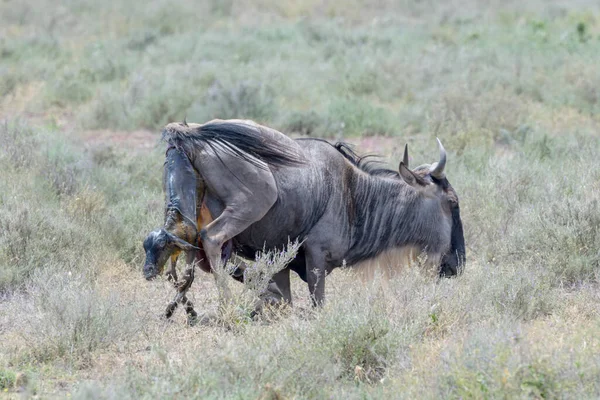 Mavi Antilop (Connochaetes taurinus) anne, Tanzanya 'nın Ngorongoro koruma alanında yeni doğan bir yavru dünyaya getiriyor..
