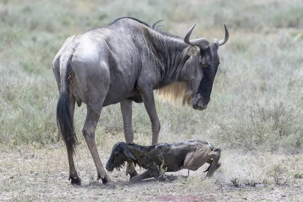 Blauwe Gnoes Connochaetes Taurinus Moeder Met Een Pasgeboren Kalf Die — Stockfoto