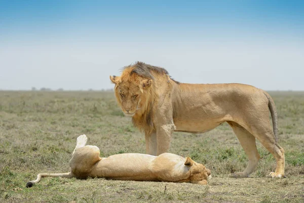 Лев Panthera Leo Пара Поведінки Спарювання Район Збереження Нгоронгоро Танзанія — стокове фото