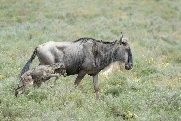 Blue Wildebeest Connochaetes Taurinus Matka Kráčející Společně Novorozeným Telátkem Savaně — Stock fotografie