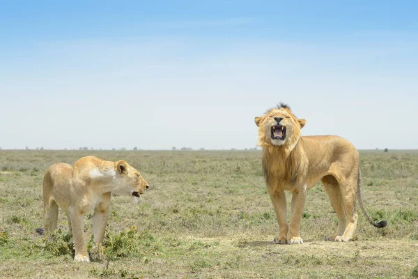 Chování Párů Lva Panthera Leo Při Páření Plamen Samce Chráněná — Stock fotografie