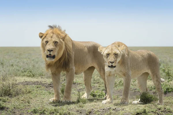 Lion Panthera Leo Pair Standing Savanna Ngorongoro Conservation Area Tanzania — Stock Photo, Image