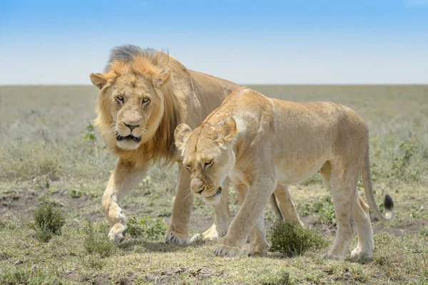 Comportamento Par Leão Panthera Leo Antes Acasalamento Área Conservação Ngorongoro — Fotografia de Stock