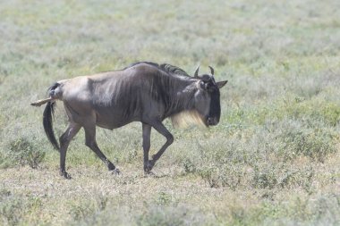 Mavi Antilop (Connochaetes taurinus), Tanzanya 'nın Ngorongoro koruma alanında bir bebek doğururken yürüyor..