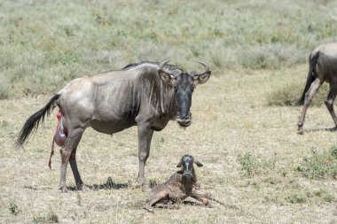 Mavi Antilop (Connochaetes taurinus), Tanzanya 'nın Ngorongoro koruma alanında yeni doğmuş bir bebeğin yanında duruyor..