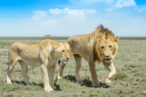 Chování Párů Lva Panthera Leo Před Pářením Chráněná Oblast Ngorongoro — Stock fotografie