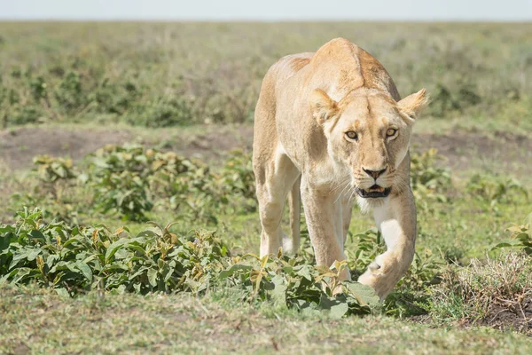 Lwica Panthera Leo Bliska Sawannie Patrząc Kamerę Obszar Ochrony Ngorongoro — Zdjęcie stockowe