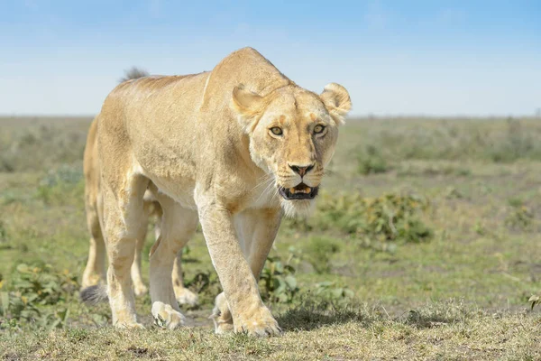 Dişi Aslan Panthera Leo Savana Yakın Ngorongoro Koruma Alanı Tanzanya — Stok fotoğraf