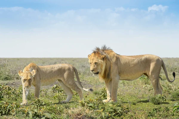 Chování Párů Lva Panthera Leo Před Pářením Chráněná Oblast Ngorongoro — Stock fotografie