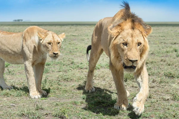 Samec Lev Panthera Leo Lvice Zblízka Savanně Chráněné Oblasti Ngorongoro — Stock fotografie