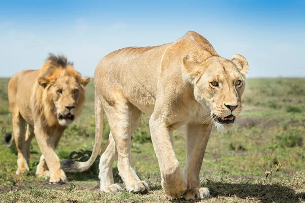 Lvice Panthera Leo Lev Samec Zblízka Savanně Chráněné Oblasti Ngorongoro — Stock fotografie