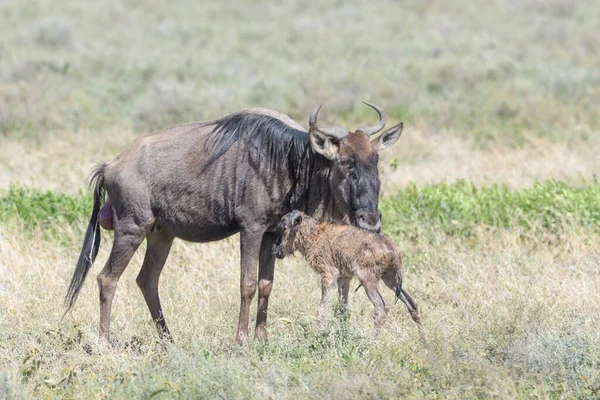 Blue Wildebeest Connochaetes Ferrinus Mother Cleaning New Born Telf Savanna — стоковое фото