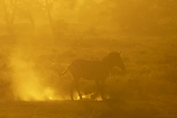 Llanuras Cebra Equus Quagga Caminando Amanecer Con Luz Fondo Las — Foto de Stock