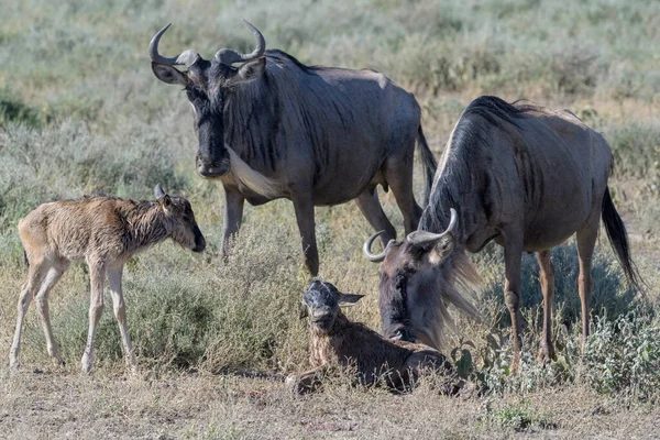 İki Mavi Antilop (Connochaetes taurinus) anne, Tanzanya 'da, Ngorongoro koruma alanında yeni doğmuş bir bebeğin yanında duruyor..