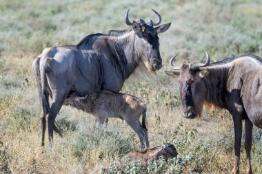Mavi Antilop (Connochaetes taurinus), yeni doğmuş bir yavruyu besleyen dişi, Ngorongoro krater ulusal parkı, Tanzanya.