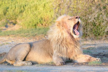 Male lion (Panthera leo) lying down on savanna and yawning at sunrise, Ngorongoro conservation area, Tanzania.