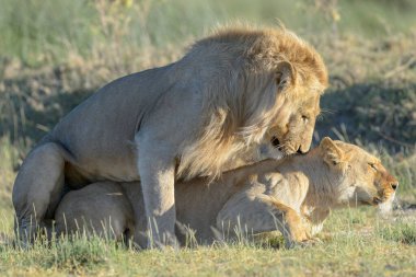 Aslan (Panthera leo) çiftleşmesi, Ngorongoro koruma alanı, Tanzanya.